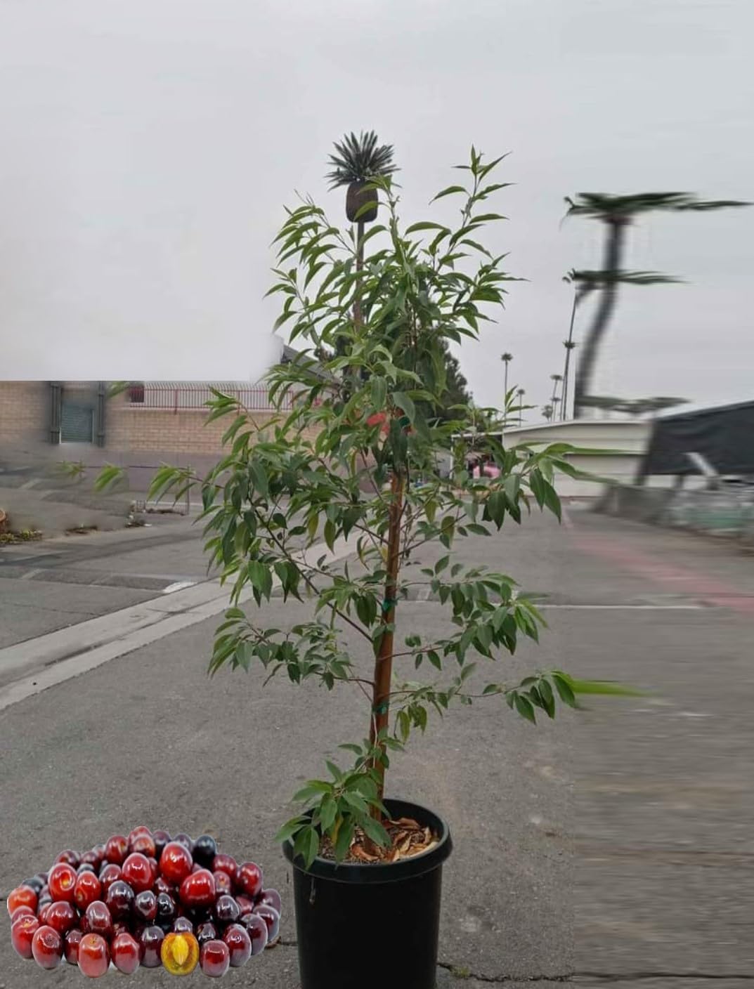 Capulin Fruit Tree Mexican Cherry Cereza Mexicana (Prunus salicifolia) self-Fertile (Capulin Cherry, 2-3 5 Gal Potted)