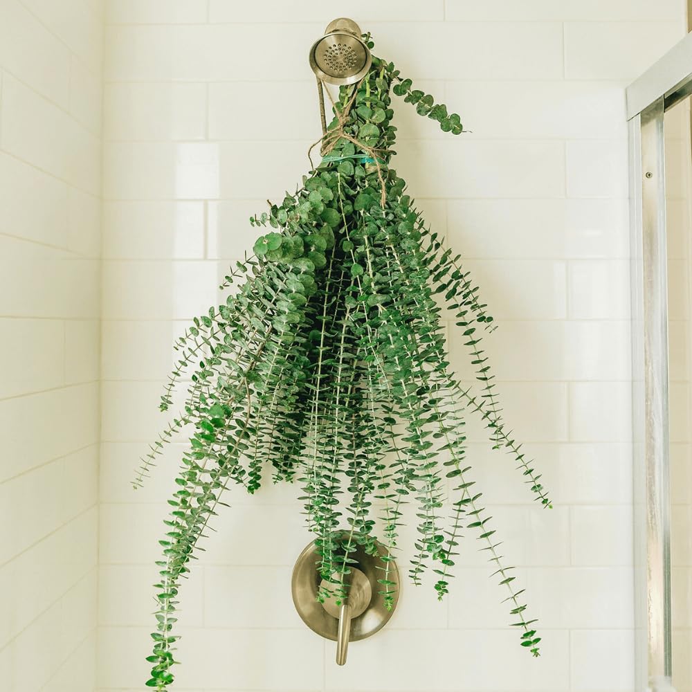 Real Fresh Eucalyptus Large Shower Bundle in a Box | 100% Natural Handpicked Eucalyptus Plant Leaves Decor for Shower | Luxurious Touch of Natural Aromatherapy | Stress Reliever Indoor Plants