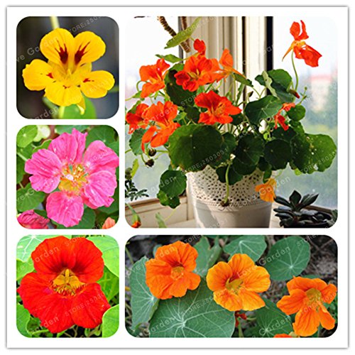 Creative Farmer Flower Seeds Climbing Vine Nasturtiums Outdoor Plant