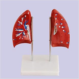 Study Model Educational Model Human Lung Anatomy Model - Human Organ Lung Demonstration Model Lung Model - Removable 4 Parts Human Organ Anatomical Model - for Medical Educational Training Aid SaiFei