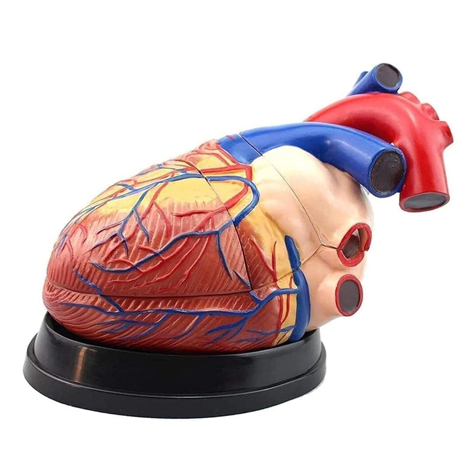 YNIYUJKL 4X Magnified Human Heart Anatomy Model,Anatomically Accurate Cardiac Vascular Model,Can Be Divided Into 3 Pieces,For Medical Teaching Research Display