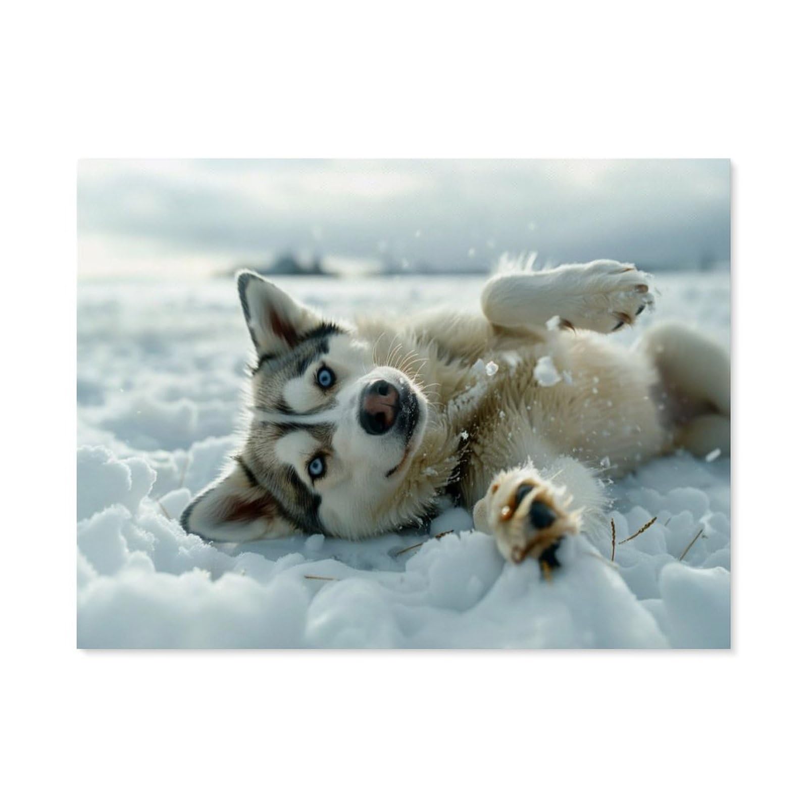 GSBRSNTS Paint by Numbers for Adults Kids Beginner，Husky Lies in The Snow，DIY Acrylic Painting by Numbers Kits with Brushes Acrylic Pigment Home Decoration Brithday Gifts(20x30cm-F92