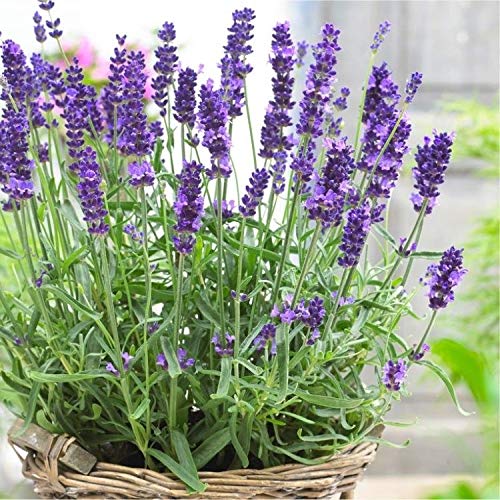Portal Cool Semi di Lavanda Hidcote Blu '- Lavandula Angustifolia X 50 - Semi Freschi Royaume-Uni