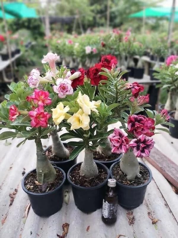 Plantopia Adenium Plant Combo Without Pot Bosnai Multi Petal Desert Rose (Set of 5 Plants),PP_A19-image-17