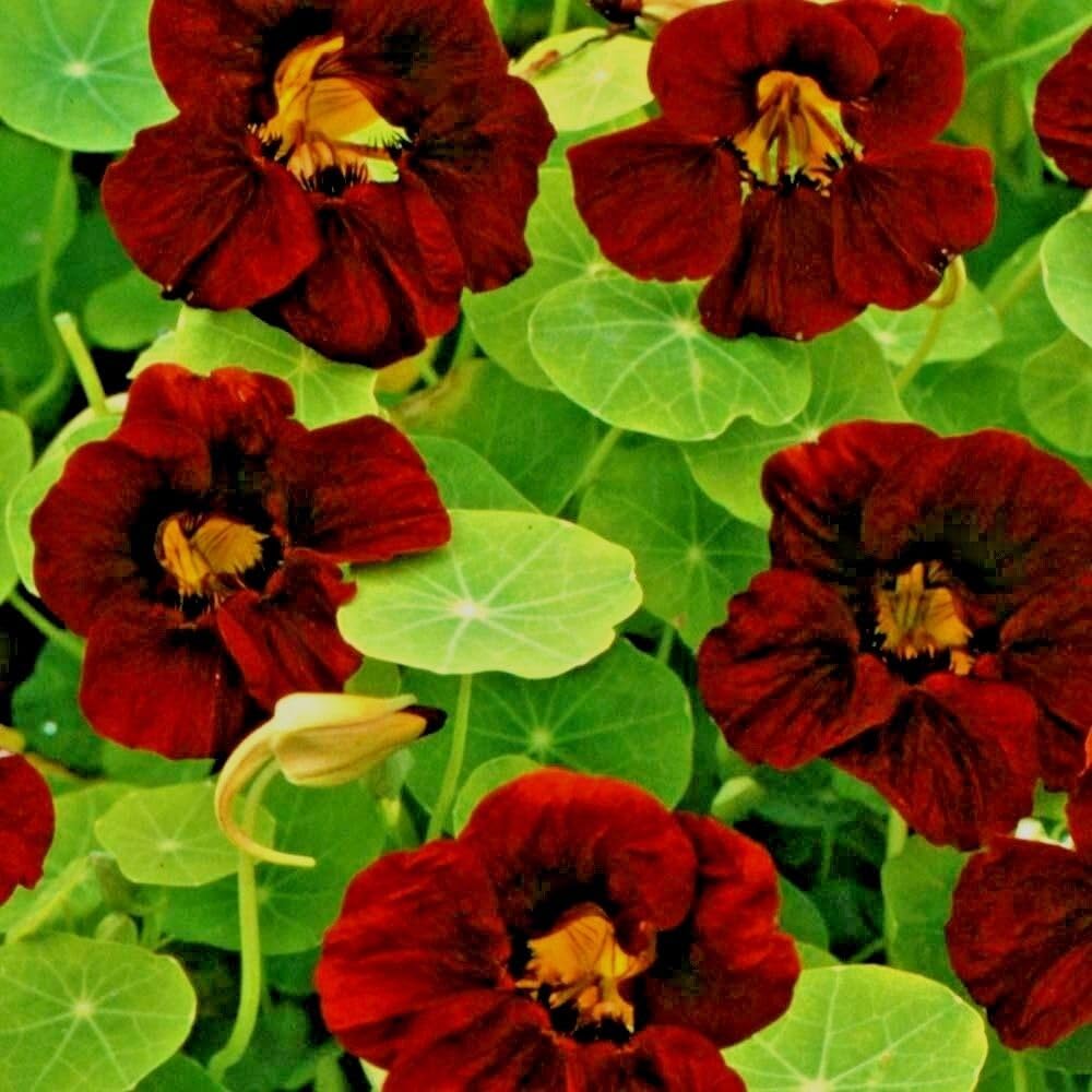 Buy4seeds Nasturtium TROPAEOLUM Cherry Rose 30 Finest Seeds Easy to Grow