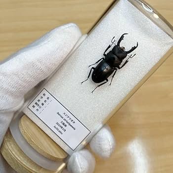 Amazon.co.jp: 昆虫標本スジクワガタ ガラスケース入り : おもちゃ