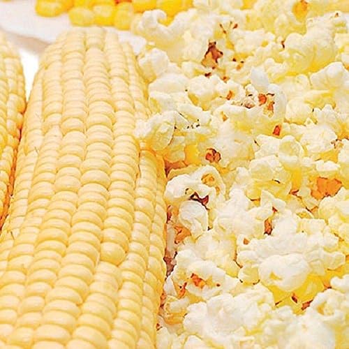 Snow Puff Hybrid F1 - Semillas de palomitas de maíz (paquete de 25 semillas)