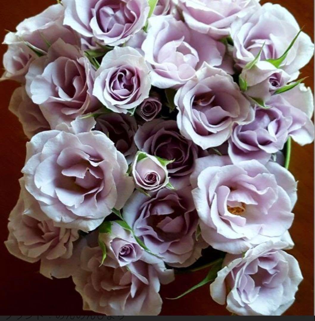 和バラ接木苗 s*r様 正規品 和バラ wabara シャルロットペリアン バラ