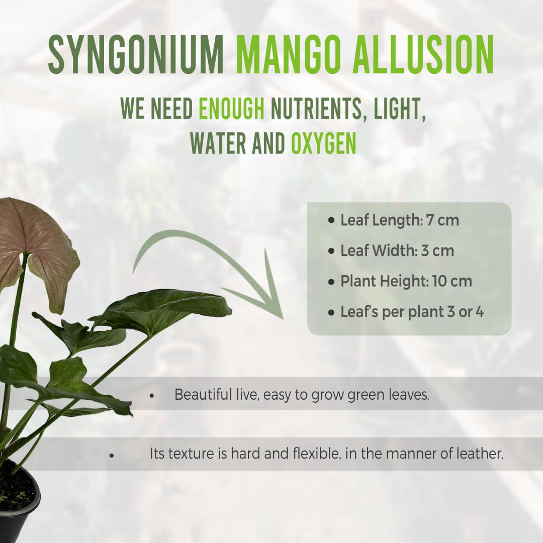 Amazon.com : LEAL PLANTS ECUADOR Syngonium Mango Allusion (Pack of 2)| Rare  Variegated Elephant Ear Houseplants | Tropical Syngonium Live Plants |  Unique Variegated Foliage Indoor Plants for Home Decor : Patio, Lawn &  Garden