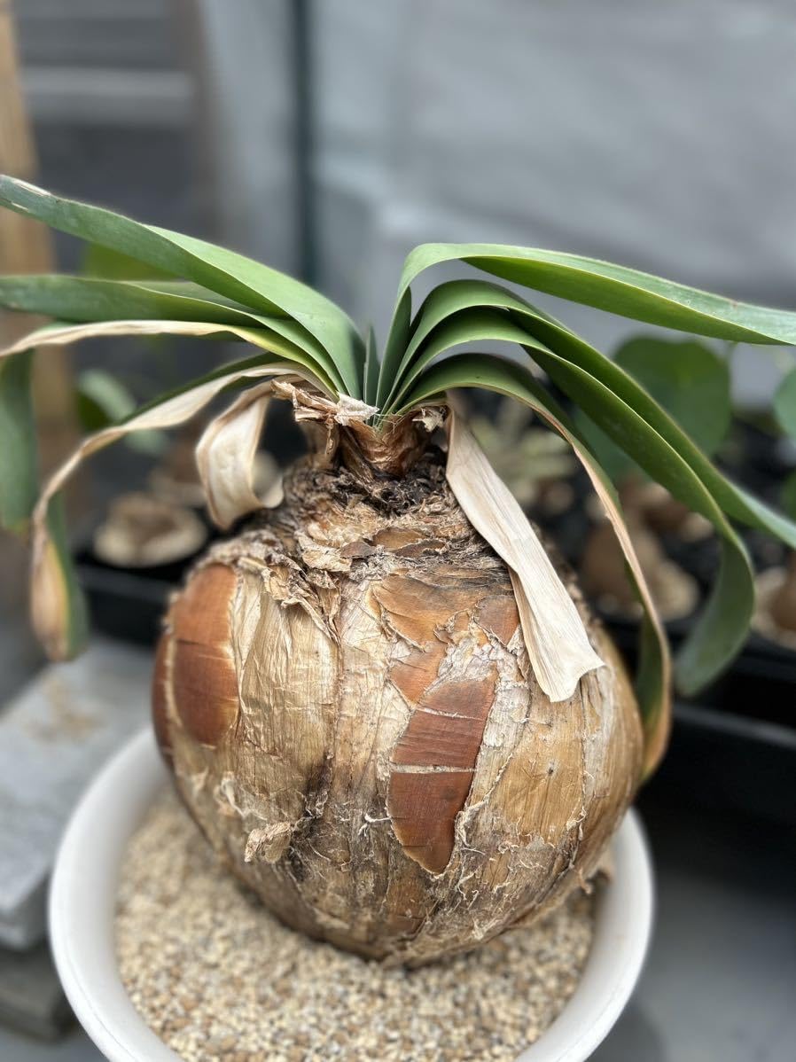 ［球幅約18cm］特大ブーファン・ハエマンソイデス　発根済　現地球　超選抜済 球幅約18cm］特大ブーファン・ハエマンソイデス 発根済 現地球 超選抜