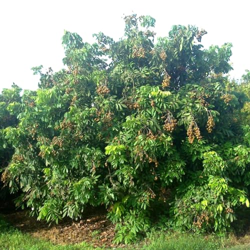 Muda de Longana Olho de Dragão Para Produzir Fruta Logan