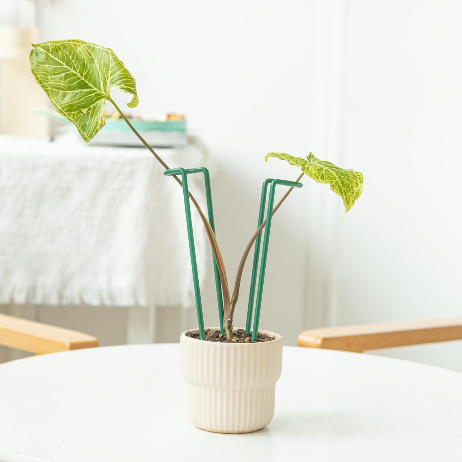 Lot de 10 piquets pour plantes d'intérieur – Support en fer durable en forme de U pour plantes Monstera et en pot, parfait pour les plantes grimpantes de petite et moyenne taille, idéal pour