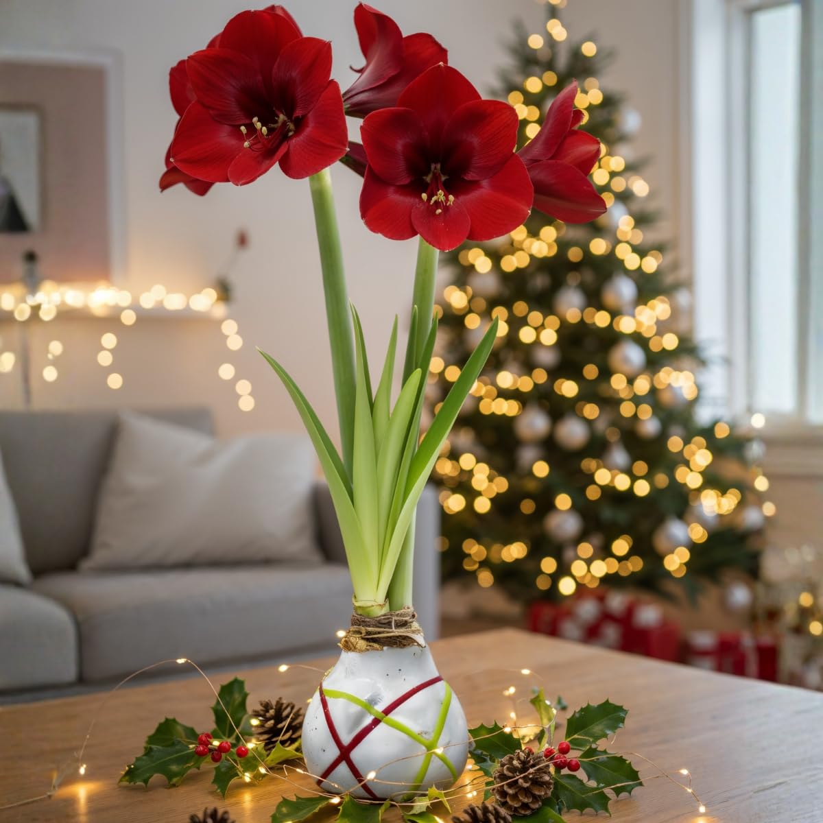 Amaryllis Bulbe en cire Striped White - 2 pièces