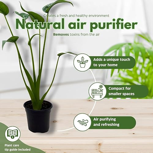 Miniatura 9 de BubbleBlooms Alocasia 'Tiny Dancer' en una olla de 4 pulgadas