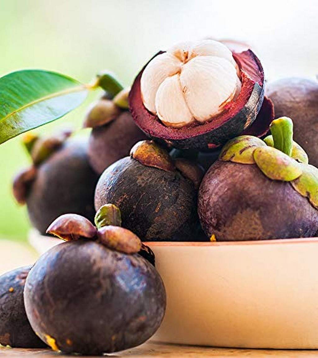 See full amazon price history chart for Creative Farmer Live Fruit Plants Mangosteen Kaattampi/Kao Murugala Hannu Kokum Indonesian Origin Outdoor Terrace Garden Plant(1 Healthy Live Plant) Creative Farmer Live Fruit Plants Mangosteen Kaattampi/Kao Murugala Hannu Kokum Indonesian Origin Outdoor Terrace Garden Plant(1 Healthy Live Plant) (B08P5RTKKT) Amazon Price History, Amazon Price Tracker