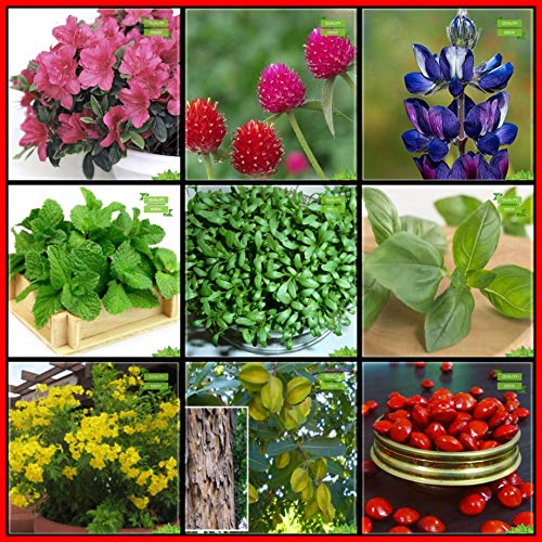 Creative Farmer Combo Plant Seeds Amazon.in Garden & Outdoors