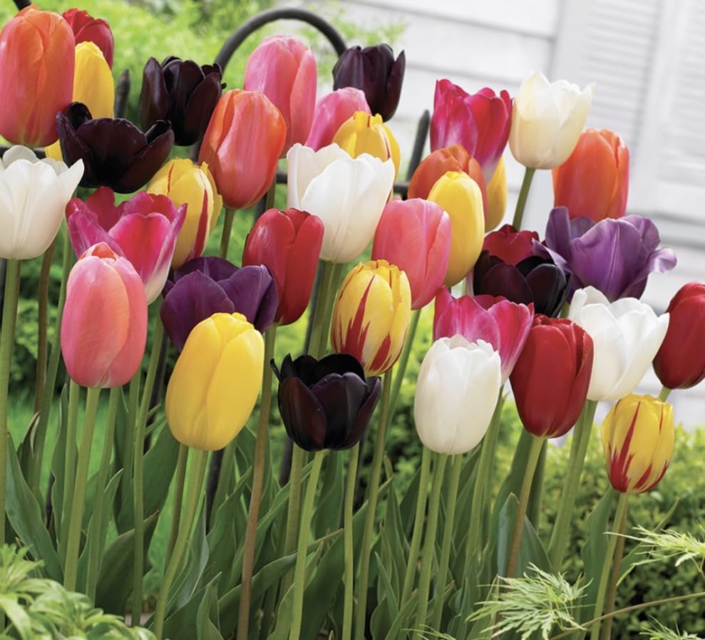 10X Mixed Tulip Bulbs - Early Flowering Bulbs - Gorgeous Tulip Flowers in Your Beautiful Garden