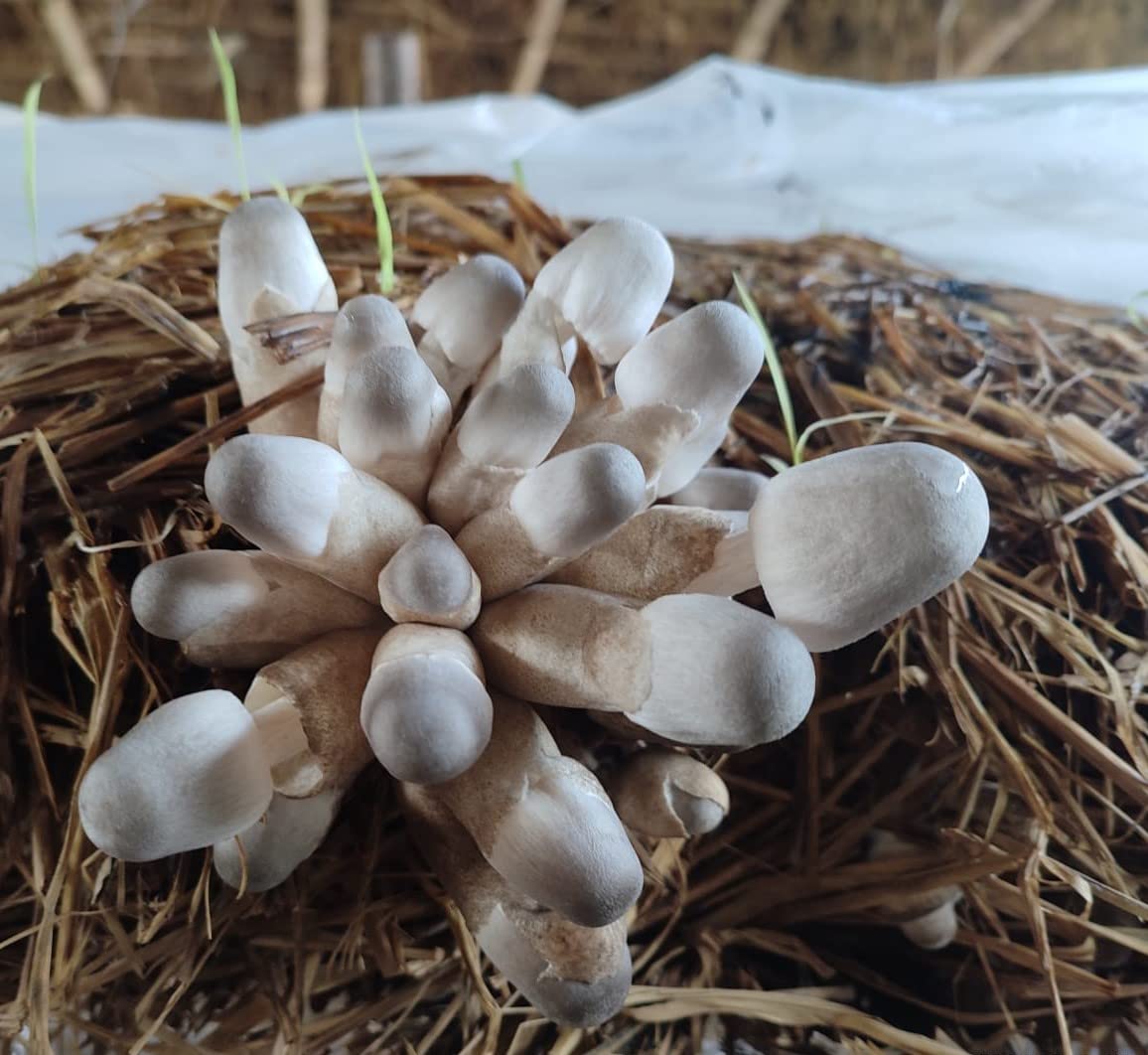 SMA Shyam Mushroom - Paddy Straw Mushroom Spawn and Seed - 500 Gram (B0CW3NLDRV) Amazon Price History, Amazon Price Tracker