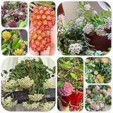 cerca viva murta como fazer Diseñadas tanto para jardineros novatos como profesionales, así como para adultos, para despertar su interés.