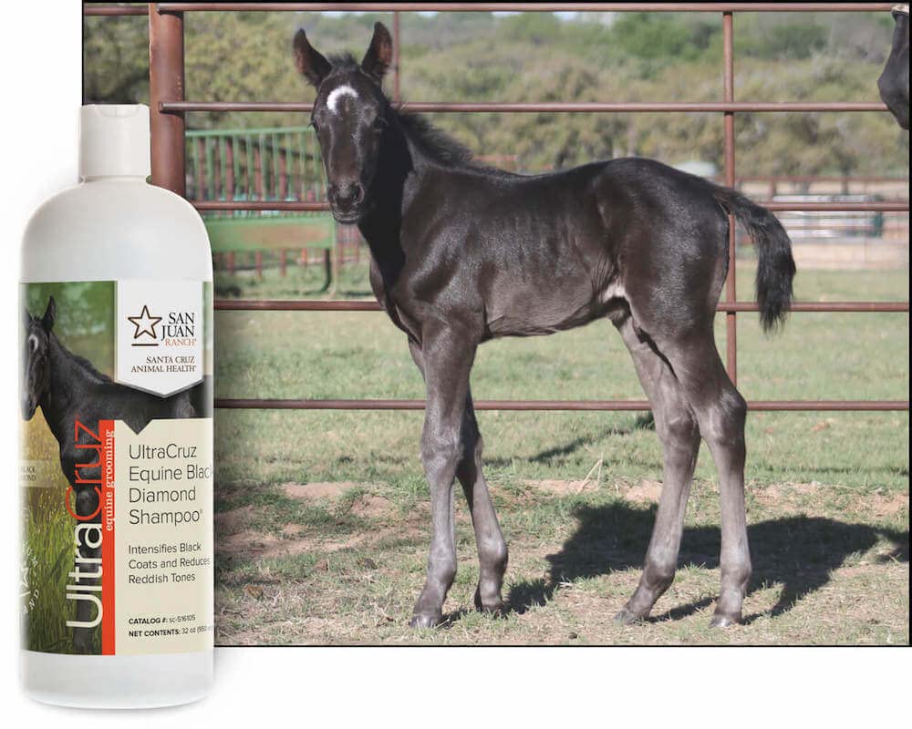 Szampon UltraCruz Equine Black Diamond Shampoo® dla koni, 32 uncje
