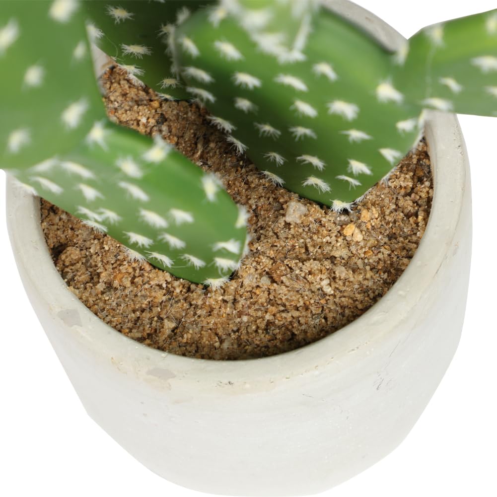 Euphorbia Acrurensis Kaktus, Euphorbia, Eforbia Kaktus, Kaktüs