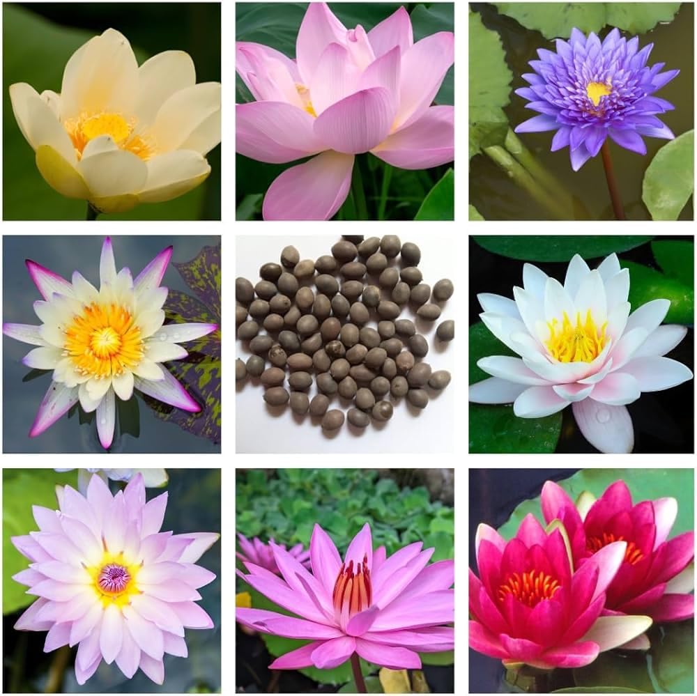 JIGNISHA SEEDS Lotus Mix Flower Seeds (15 Seeds Pack) Fragrant Flowering Plants Seeds for Home Gardening | Natural and Real Planting Seeds for Indoor Home Decor | Summer Flowering Seeds for Lawn (B0CBPXPZ1L) Amazon Price History, Amazon Price Tracker