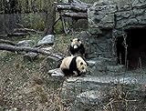 HistoricalFindings Photo: Giant Pandas,Smithsonian Institute,National Zoo,Washington,DC,Carol Highsmith