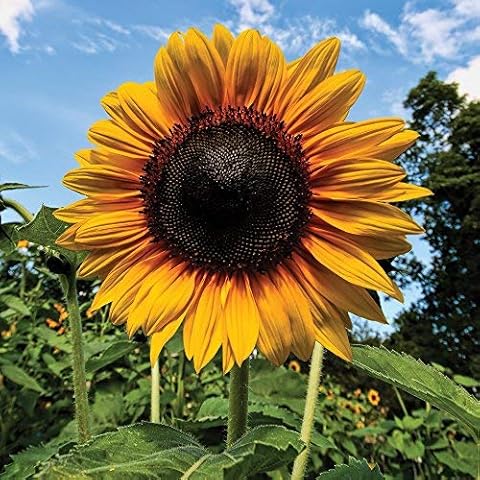 Thompson & Morgan Giant Sunflower Seeds Cover