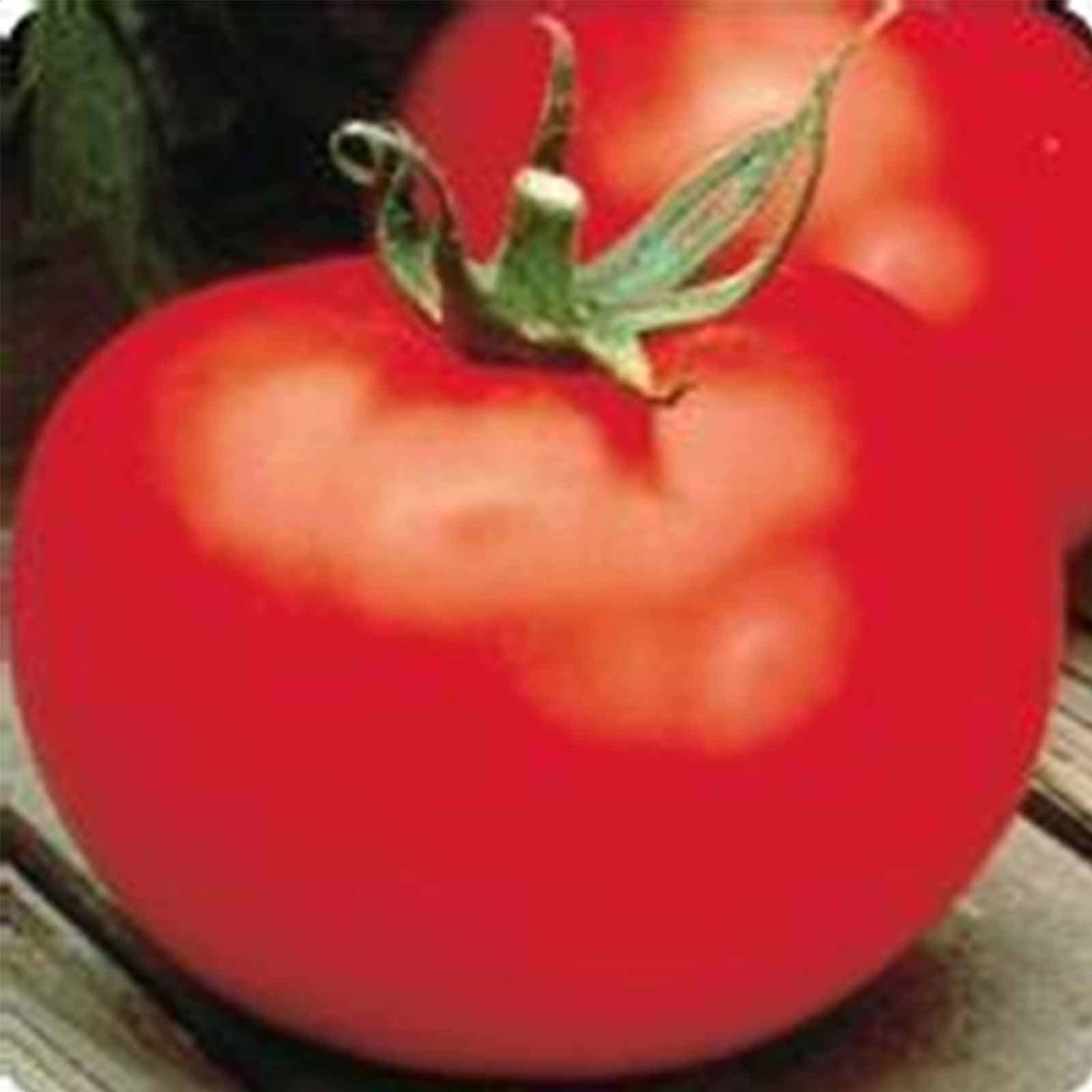 Better Boy Plus Hybrid Seeds
