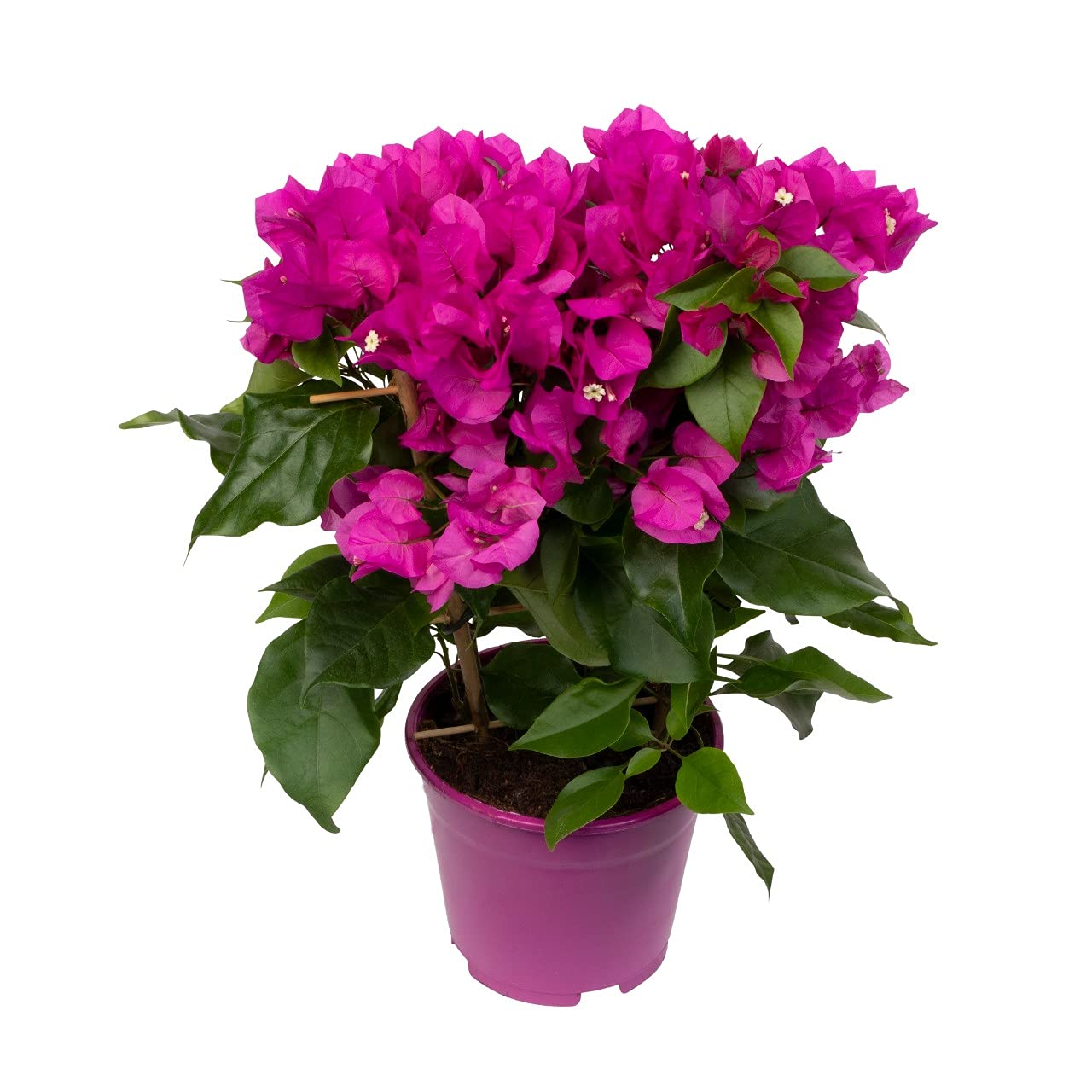 Bougainvillea Planta Exterior de DECOALIVE para Decoración de Terraza y Jardín