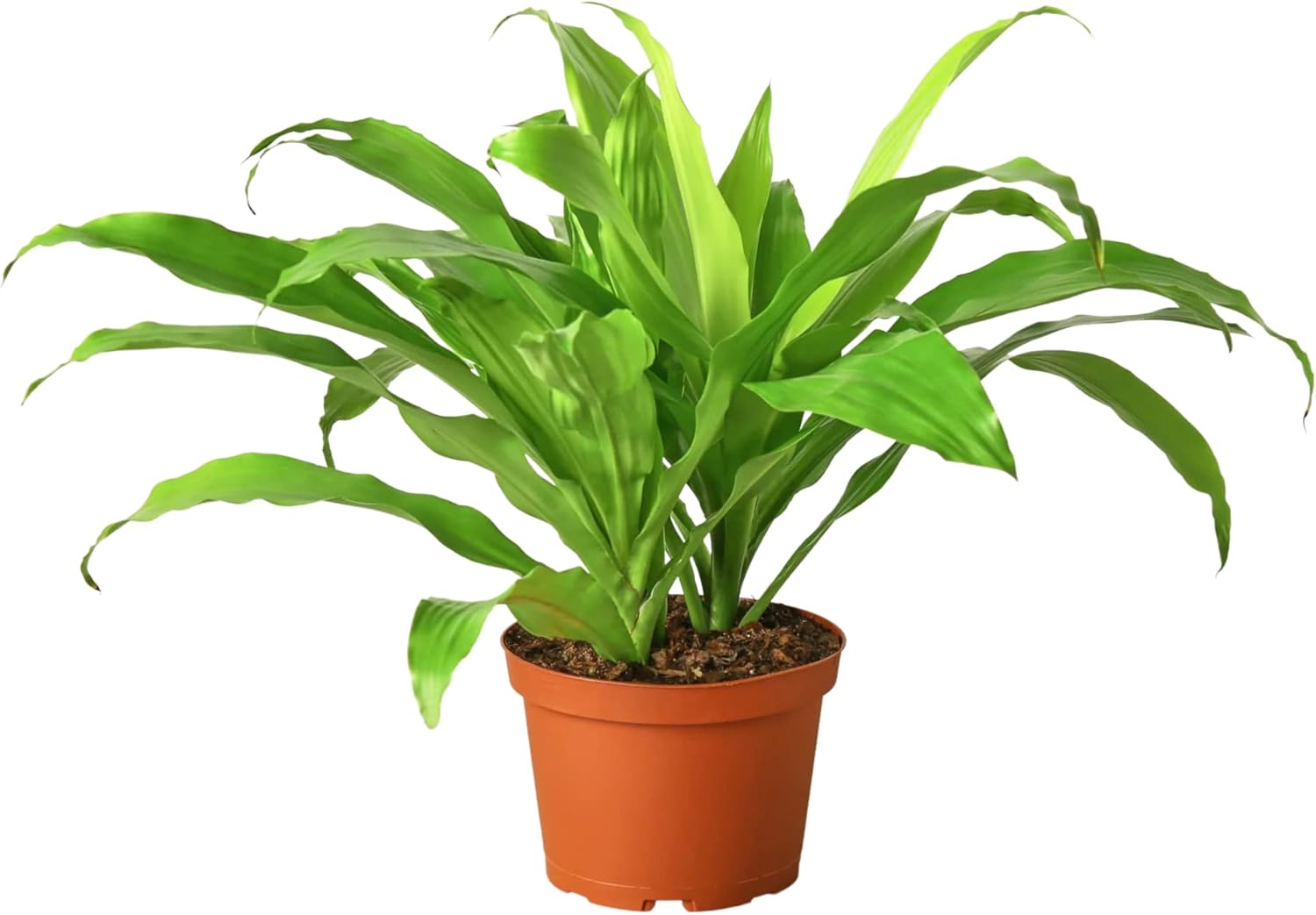 HOUSE PLANT SHOP Dracaena 'Lime Light' 6" Pot Live