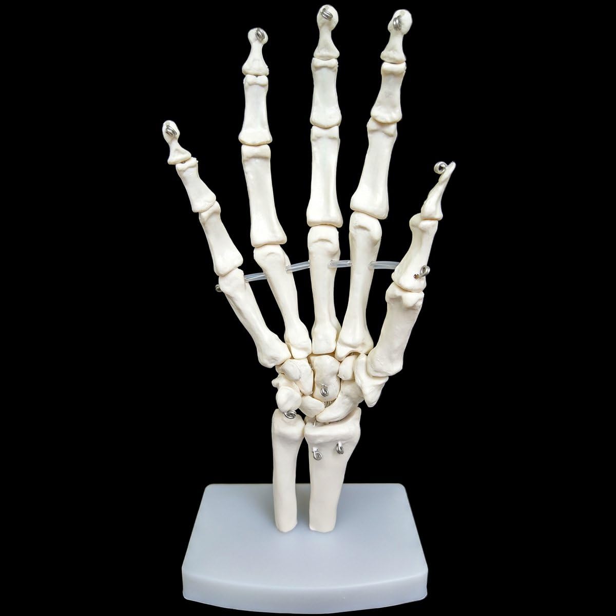 FFSM Human Hand Skeleton,Hand Skeleton Model,Life SizeAnatomical Hand Model
