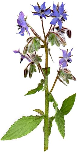 200 semillas de flor de mar  Semillas de borraja para plantar  Borago Officinalis, hierba de cola  Crecimiento rápido, tolerante al calor, hierba disponible en Yaxa Colombia