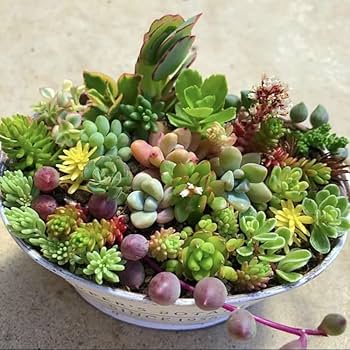 Amazon.co.jp: お任せカラフルセダム 多肉植物 カット苗 寄せ