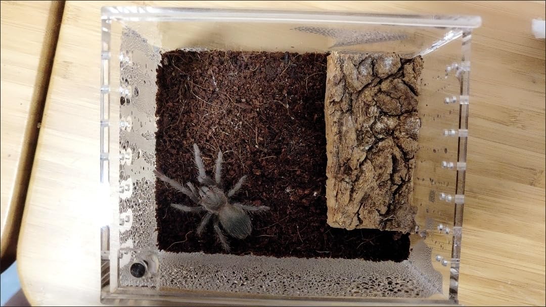 Snapklik.com : Insect Breeding Box Reptile Feeding Box, Waterproof ...