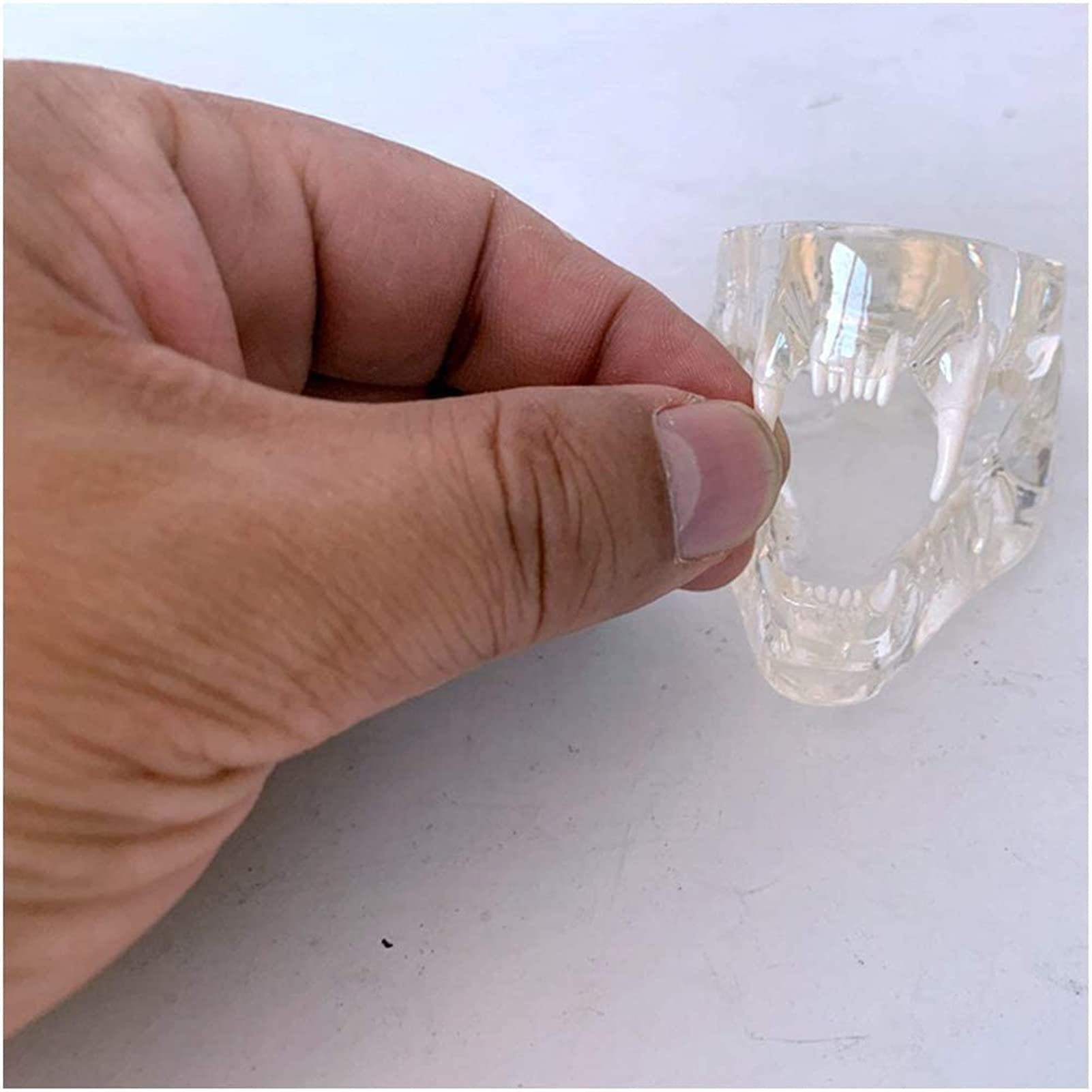Przezroczysty model zębów kota - Medyczny anatomiczny model zębów kota - Model anatomiczny Kryształowe zęby kota - do prezentacji w laboratorium weterynaryjnym Materiały dydaktyczne