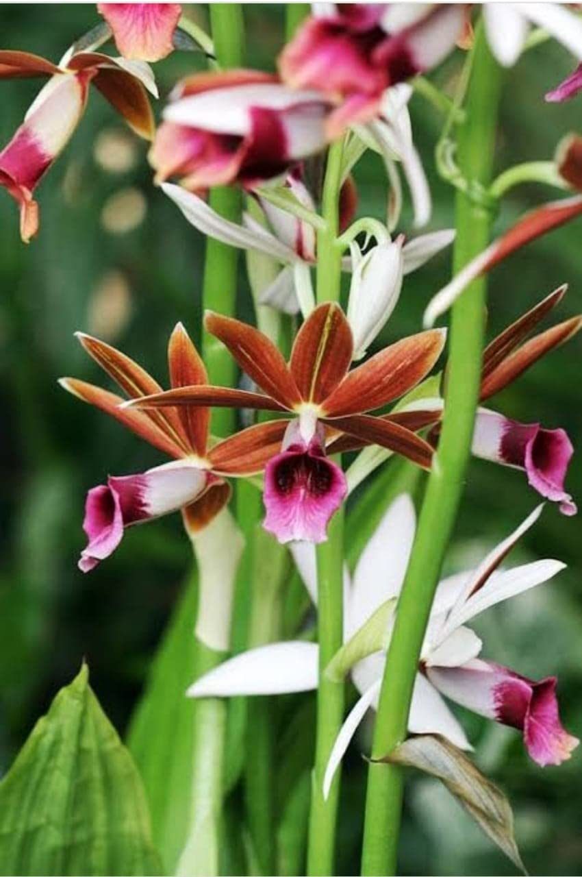 Ground Orchid Phaius Tankervilleae (B0BDG5GSH5) Amazon Price History, Amazon Price Tracker