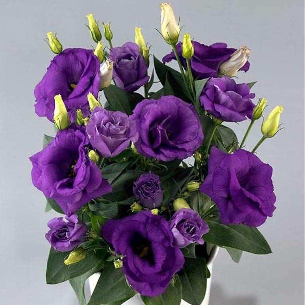 Prairie gentian Live Flower Plant/Lisianthus Plant/Eustoma plant/Nandini Flower Plant Without pot (Multicolor, Pack of 1)-image-3
