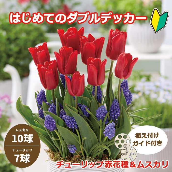Amazon.co.jp: はじめてのダブルデッカー チューリップ 【 レッド