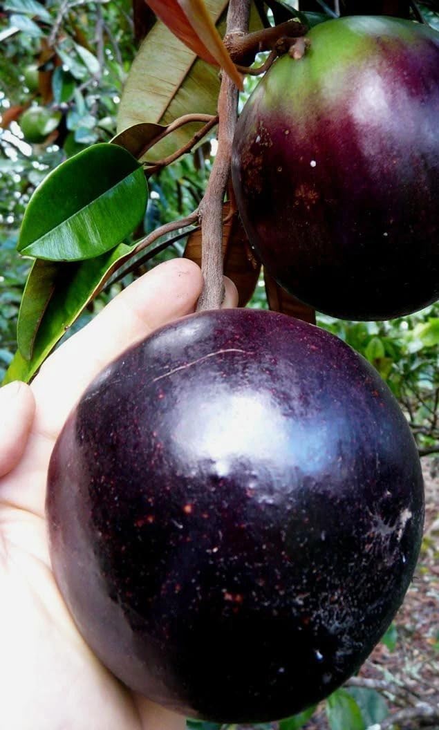 Milk Healthy Fruit Live Plant For Home Garden Star Apple Hybrid Plant & Tree (Grafted, Pack Of 1) (B0BDVLQ5GT) Amazon Price History, Amazon Price Tracker