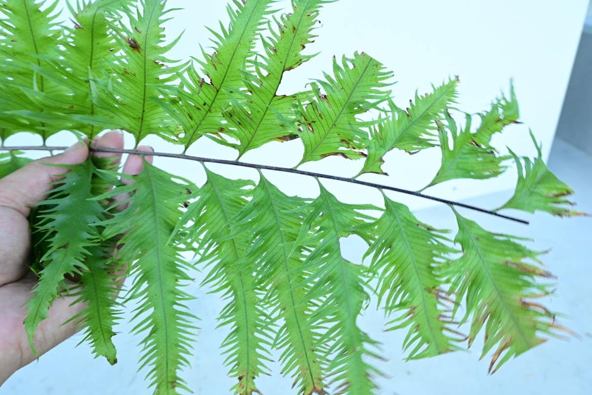 s*0様 Drynaria rigidula `whitei‘ 株分 Drynaria rigidula `whitei' 株分