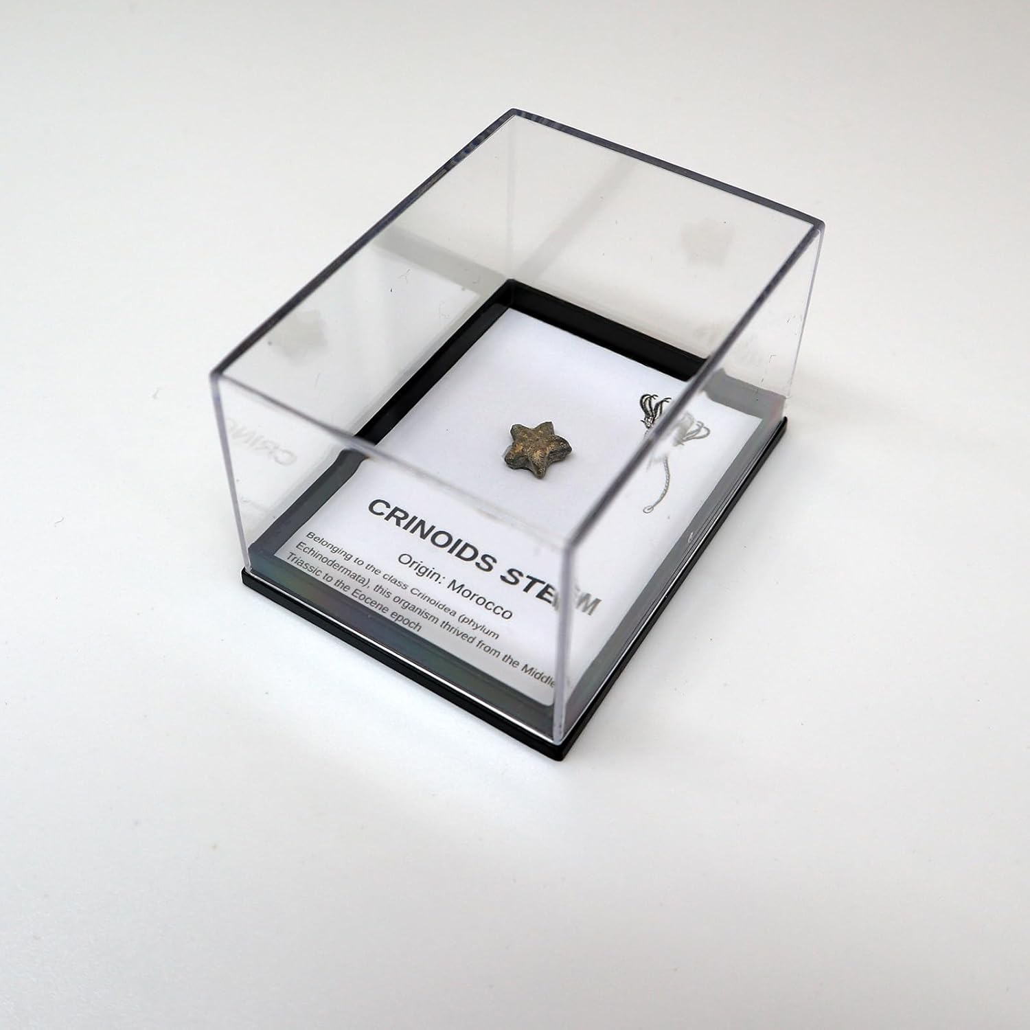 Authentic Fossils with Collection Box & Magnifier