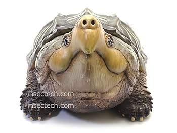 Amazon.co.jp: 【動物の惑星】ワニガメ フィギュア完成品