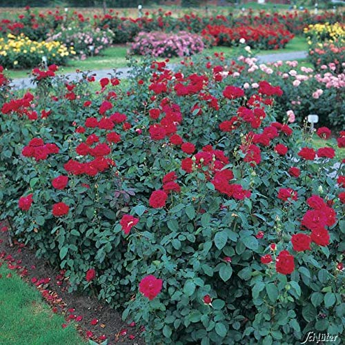 Edelrose Duftzauber 84 in dunkelrot - Duftrose winterhart - Rosen-Blüte in dunkelrot - Rose mittelstark duftend im 5 Liter Container von Garten Schlüter - Pflanzen in Top Qualität