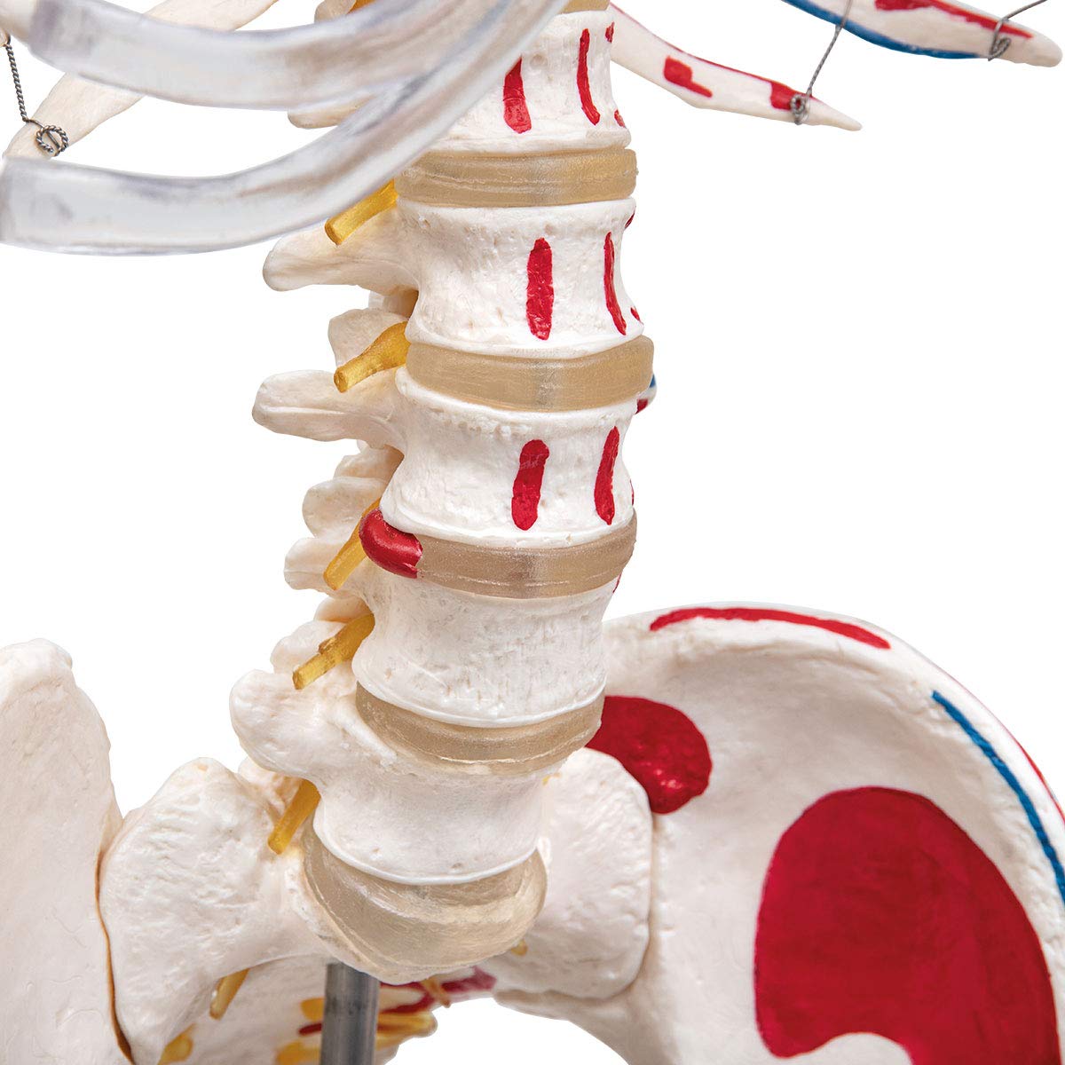 Anatomía Elemental Modelo de Esqueleto – Esqueleto Humano a Tamaño Real de PVC Duradero con Articulaciones Móviles, Inserciones y Orígenes Musculares Pintados a Mano, Soporte con Ruedas