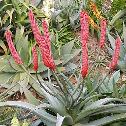 Palm Beach Medicinal Herbs - Aloe Cola de Gato (Aloe Castanea) - Paquete de 10 Semillas