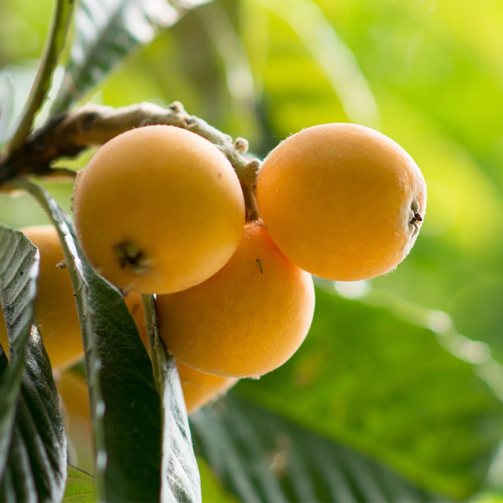 Amazon.co.jp: ITANSE 枇杷(びわ)の苗木 なつたより 4～5号 1個