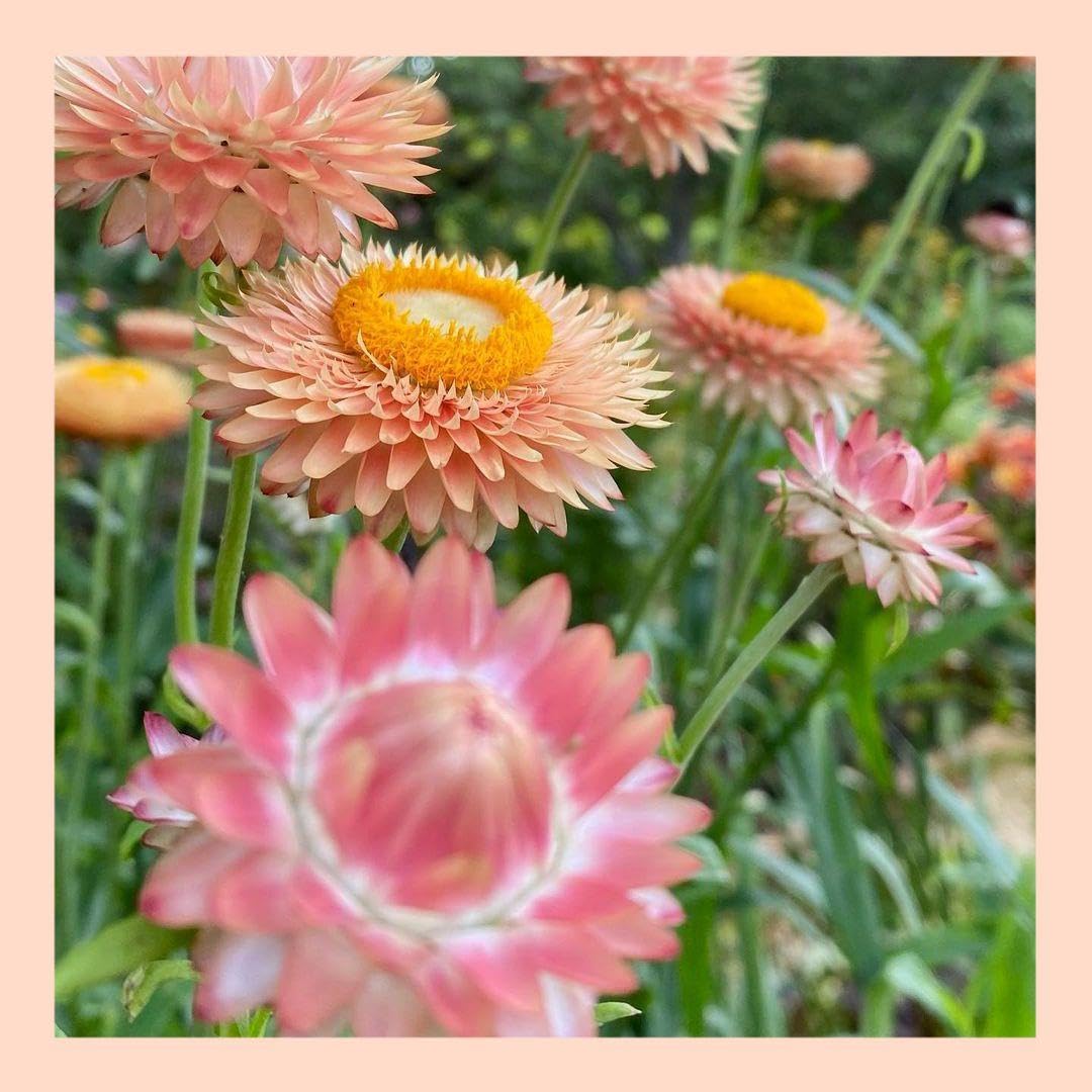 ドライフラワー花材セット。:°ஐ..♡*ヘリクリサム♡♡ 【公式通販】