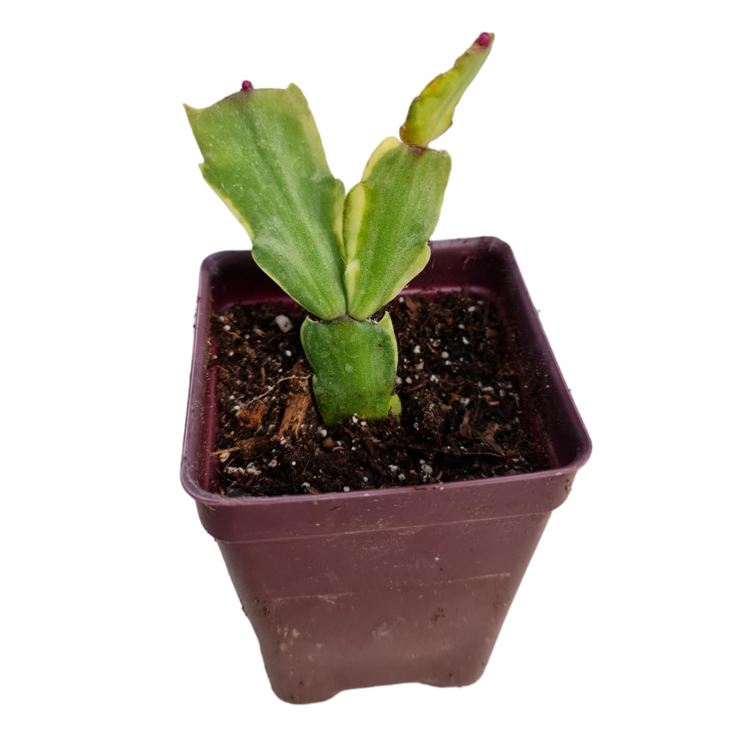 Amazon.com : USKC Live Variegated Cactus and Variegated Succulent Plants  (2.6" W*3.4" H Pot Variegated Thanksgiving Cactus) : Patio, Lawn & Garden