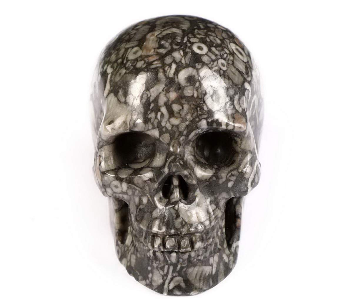 Amazon.co.jp: Skullis クリノイド化石クリスタルスカル、手彫りの宝石